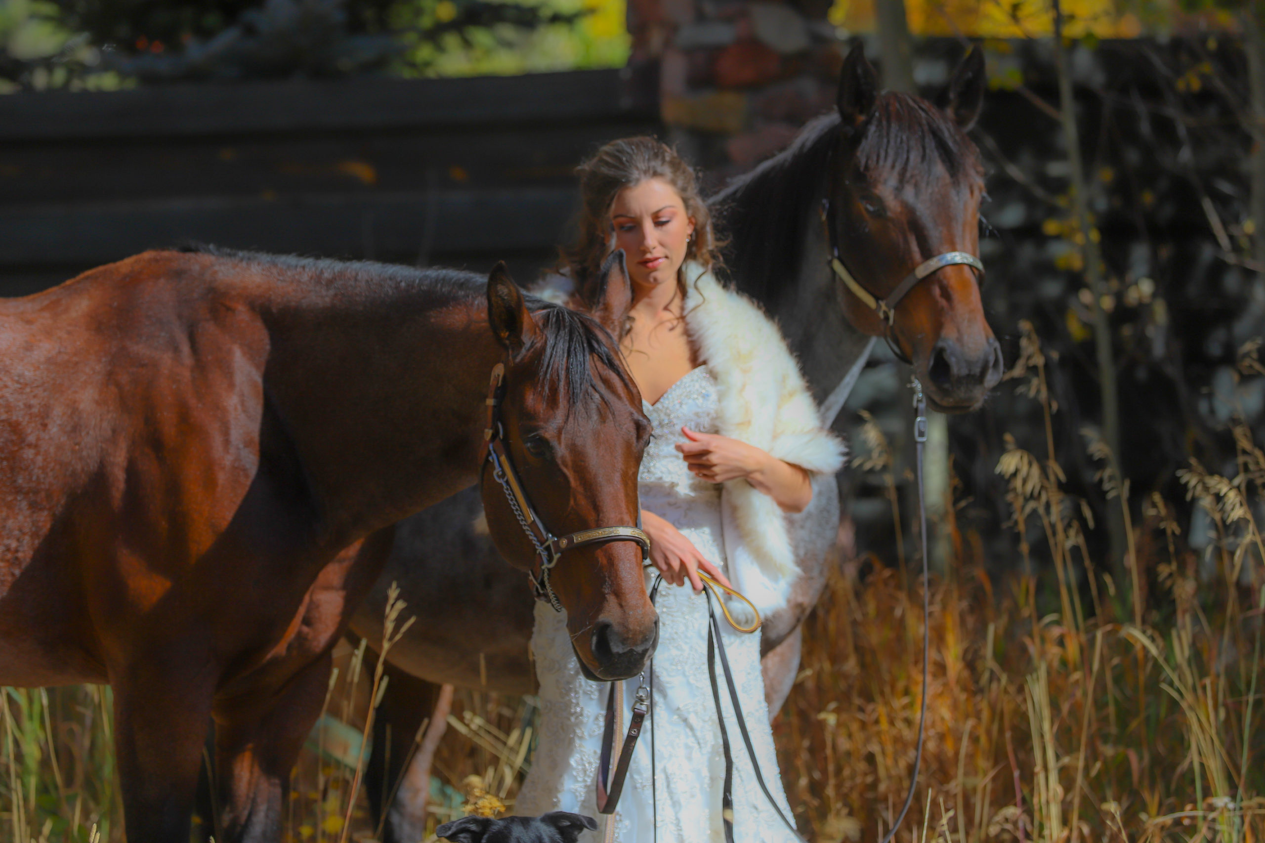 bride and horses